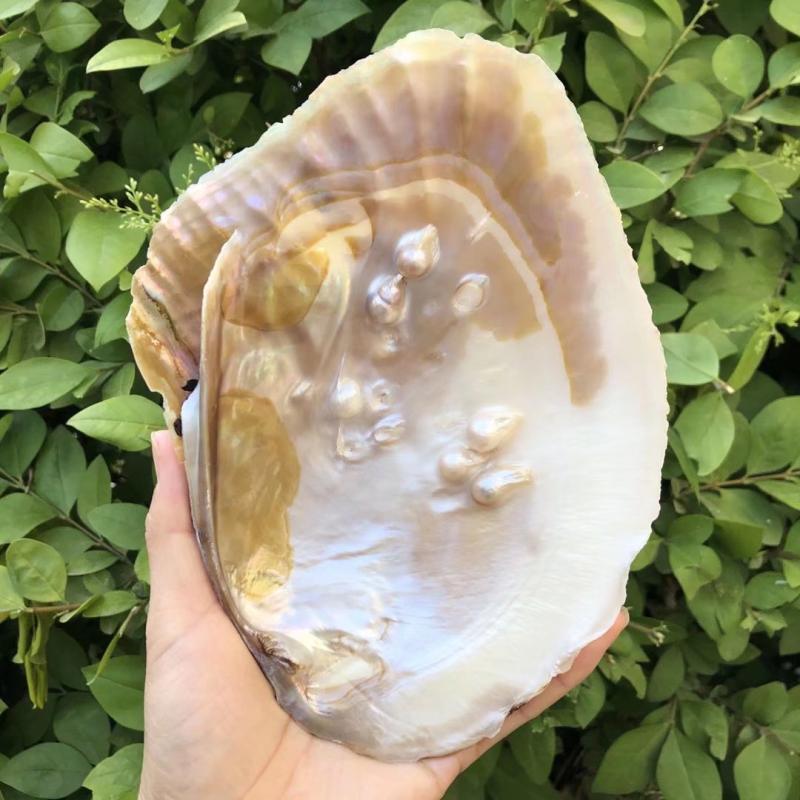 Natural Seashells and Freshwater Pearls for Home Decor, Aquariums, and Creative Crafting