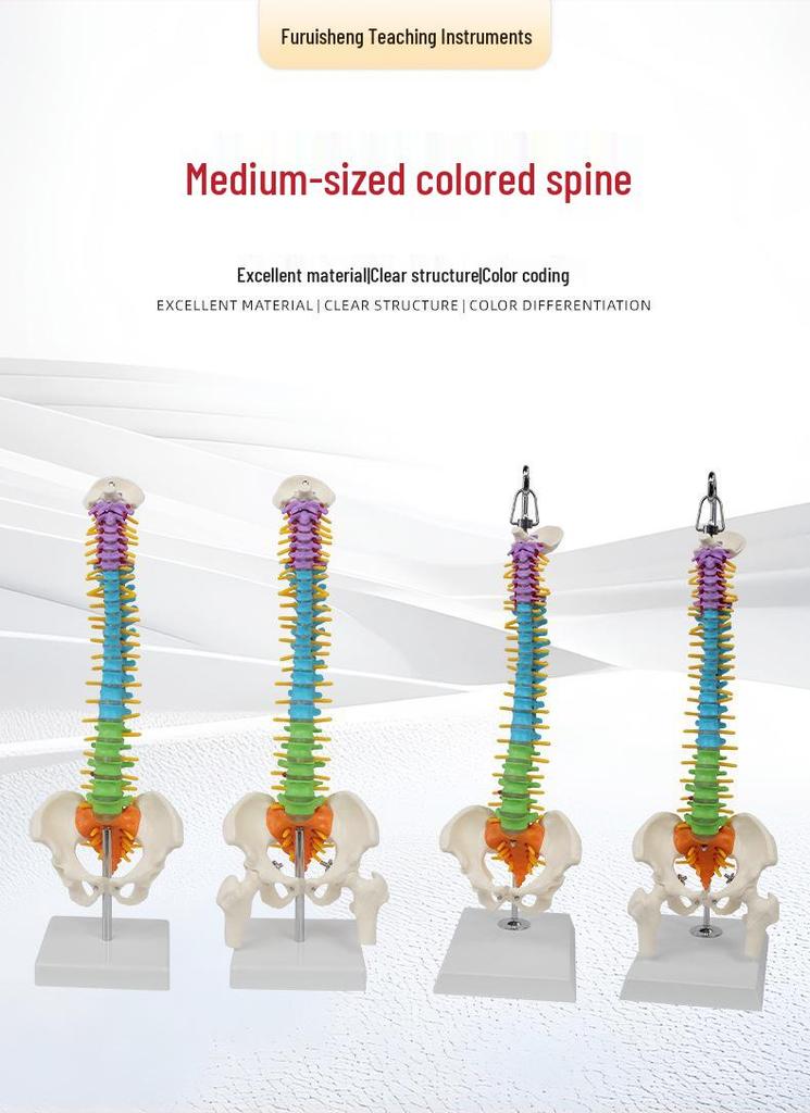 Bendable Medium-Sized Anatomical Model of Human Spine, Occipital, Pelvis, and Femur for Teaching Aids