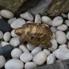 1 Piece of Retro Bronze Turtle Statue Small Ornaments Gardening Flower Pot Edge Decoration Garden Desktop Micro Landscape Creative Layout Realistic