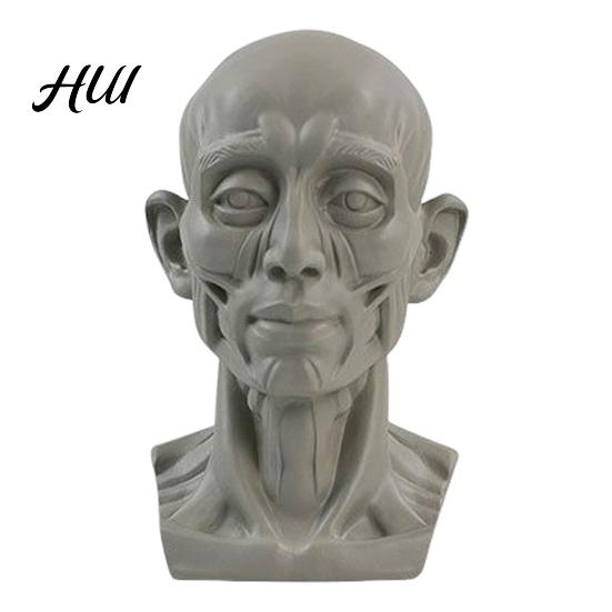Human Anatomy Teaching Tool Generic Planar Head Model for Drawing Resin Skull Sculpture with Accurate Detailed Muscle Structure Art Study Sketching