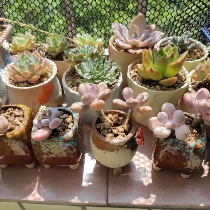 Schwarzes Haushaltschutznetz für Balkon und Bauernhof - Geeignet für Hühner, Enten oder als Küken- und Fußmatten