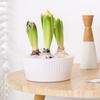 Vază Hidroponică cu 3 Găuri Container pentru Plantat Bulbi de Flori Plantator de Zambilă Ghiveci pentru Fereastră de Grădină Kit de Cultivare în Apă