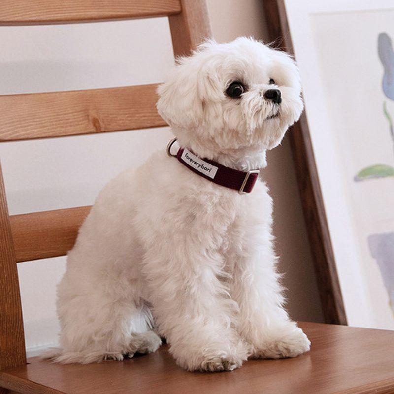 Foreverybari Leine (Burgund)