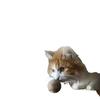 Christmas Toy Ball with Sisal Rope and Jute, Sound Toy for Cats and