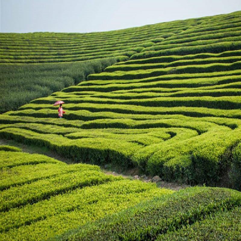 100g Chinese Ripe Puer Tea Yunnan Mini Puer Black Tea Organic Tea Healthy Drink