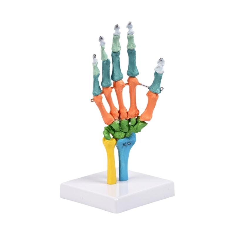 

Life Size Human Hand Bone Skeleton Anatomy Model With Movable Joints Color Coded Hand Bone Model For Classroom Teaching 1