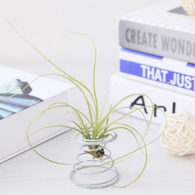 Luftpflanze Frühling Draht Tischplatte Tillandsia Halter Miniatur Gartendekorationen