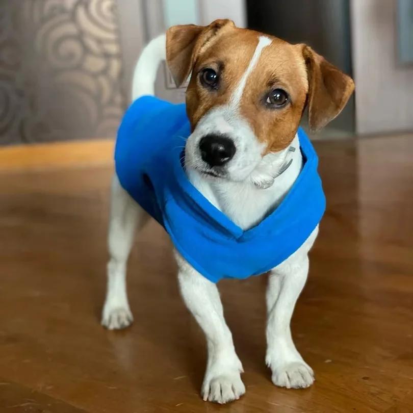 Fleece Pet Jacket Vest with D-Ring for Small Dogs and Cats Warm Dog Clothes Chihuahua French Bulldog Costume Coat