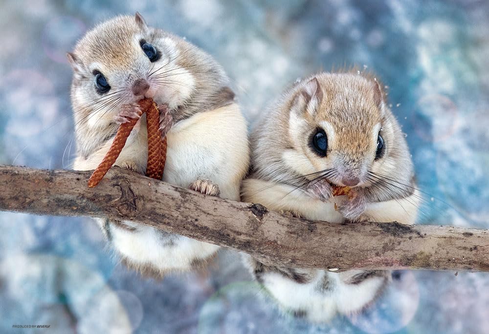 

[Made in Japan] Beverly 300-Piece Jigsaw Puzzle: Mochimogu Siberian Flying Squirrel (26 x 38 cm) 300-102