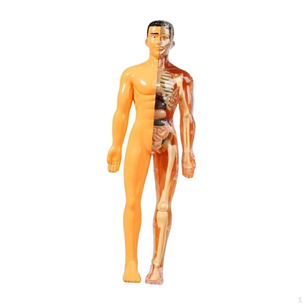 Anatomy Learning Tool for Classroom Use Featuring Removable Organ Parts