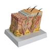 Anatomisches Hautmodell 3D-Haut-Lehrmittelmodell Anatomisches Modell der menschlichen Hautstruktur Anatomisches Modell
