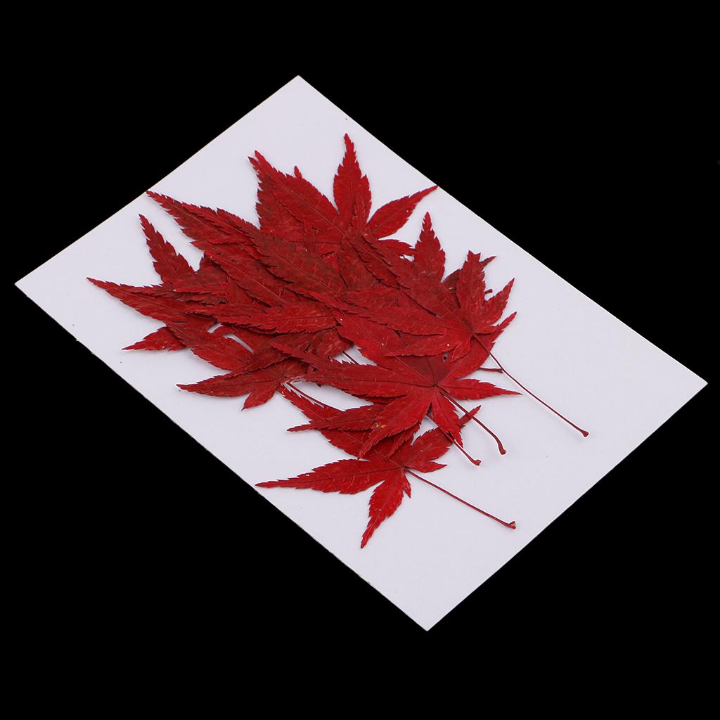 12pcs Natural Real Dried Leaves Maple Leaf for Christmas Making