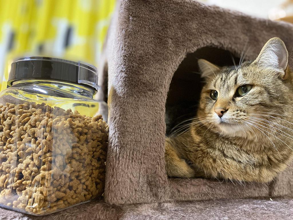[Takeya Official] Fresh Rock Square 1.1L [Set of 3] Charcoal Brown Storage Container with Spoon Highly Airtight TAKEYA