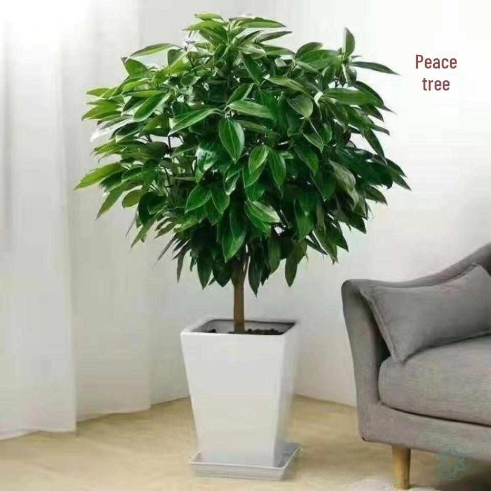 Peace Tree Indoor Potted Plant – Large Evergreen for Living Room, Happiness & Year-Round Greenery, Free Shipping.