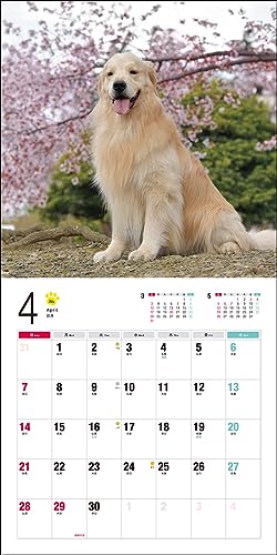 2024 Calendar Golden Retriever (Seibundo Shinkosha Calendar)