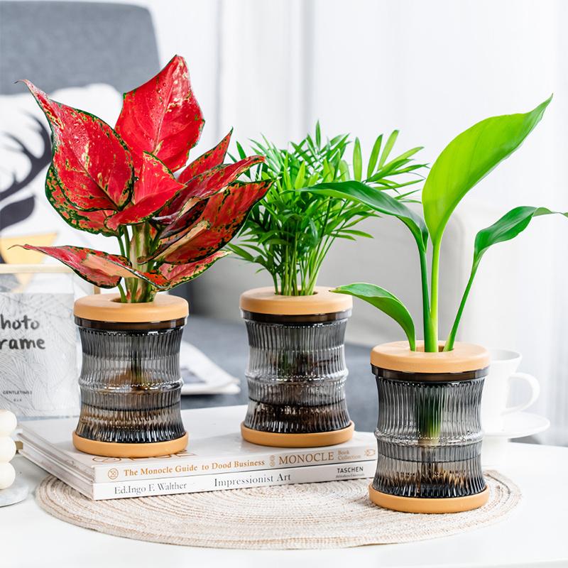 Transparent Hydroponic Vase Automatic Water Absorption Plant Pot For Home & Office