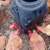10/20Pcs Chicken Duck Drinking Cup Automatic Drinker Chicken Feeder Plastic Poultry Farm Water Drinking Cups Easy Installation
