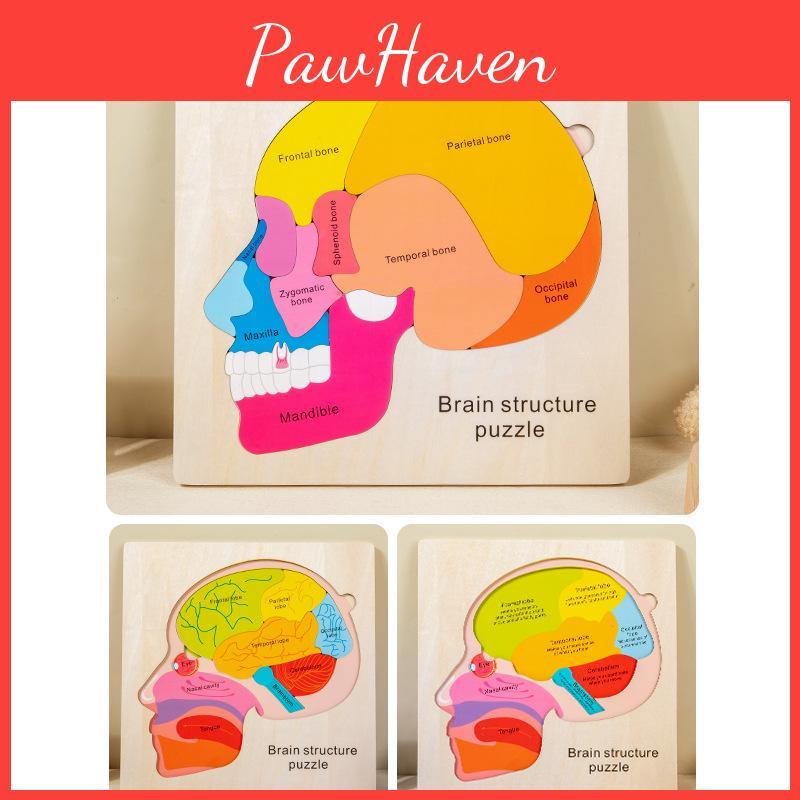 Children 3d Wooden Body Parts Puzzle Toy Anatomy Recognition Brain Development