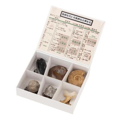 Oherikosha Mini Specimen 6 Index Fossils Series