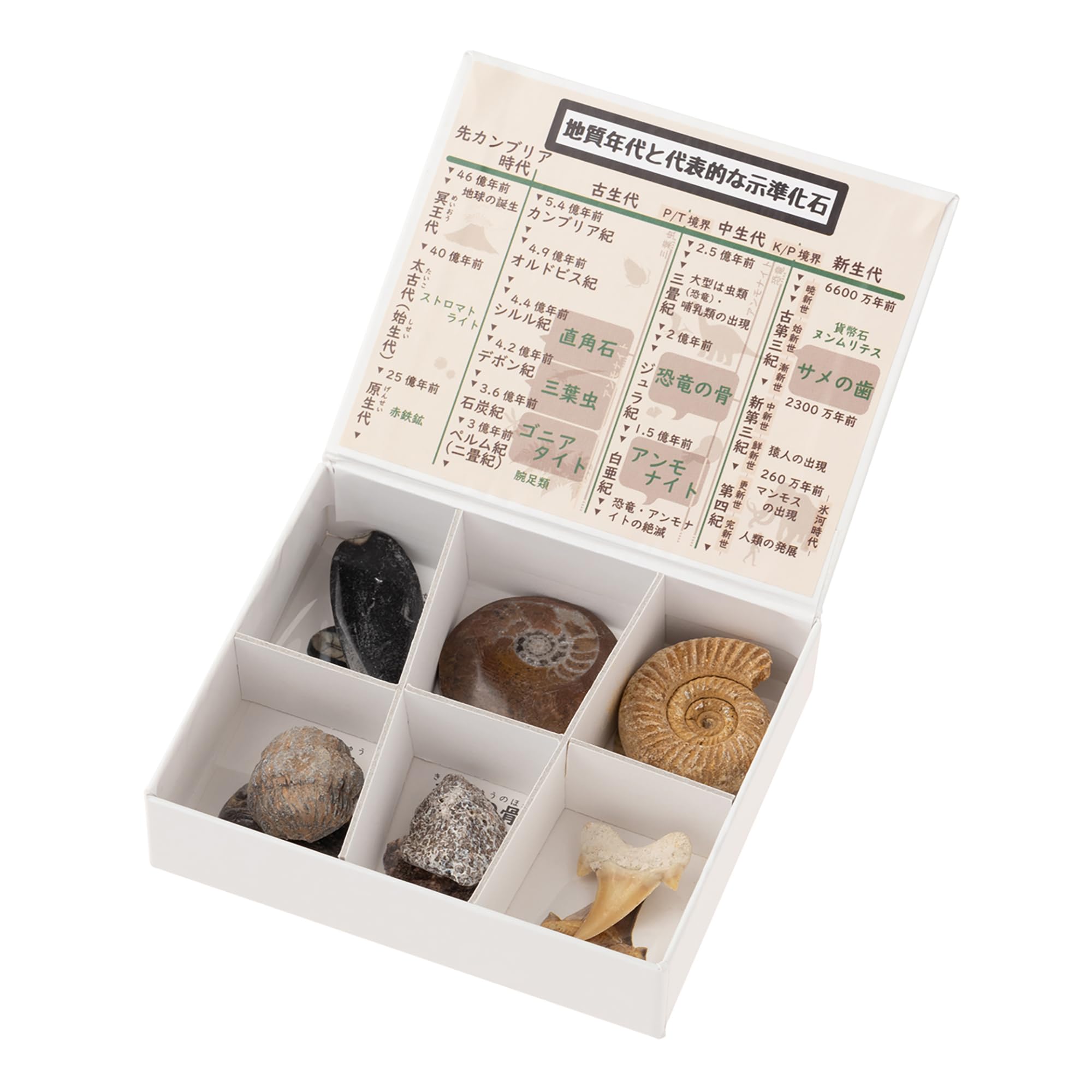

Oherikosha Mini Specimen 6 types of index fossils Series