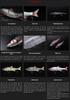 Jackall Dowzswimmer 180 SF Floating Lure Melting Wakasagi (8419)