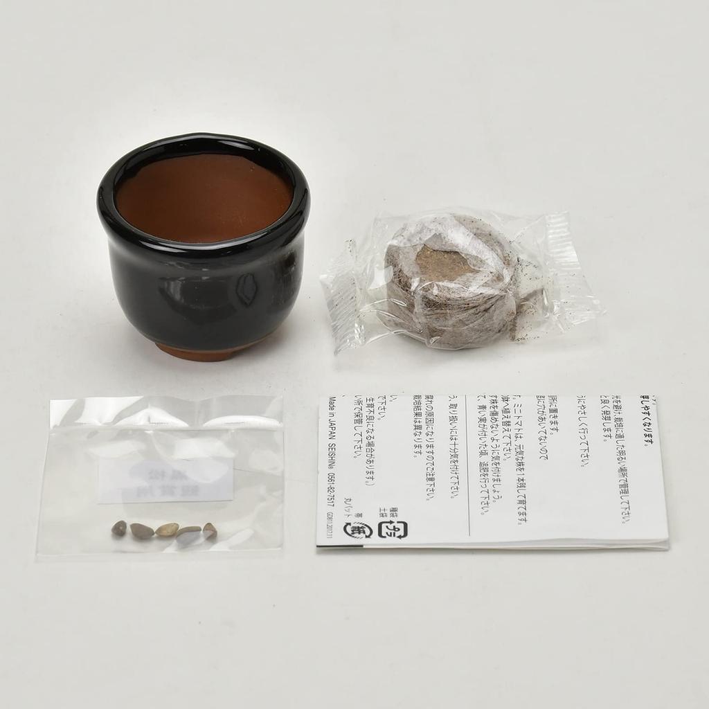 Seishin Pottery Mini Bonsai Red Pine for Independent Growing Pot Diameter Mini HACO Perfect for or Birthdays Spring/Autumn Palm-Sized Kit,