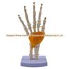 1:1 Human Skeletal Joint Models: Knee, Shoulder, Elbow, Hand, Foot, Hip