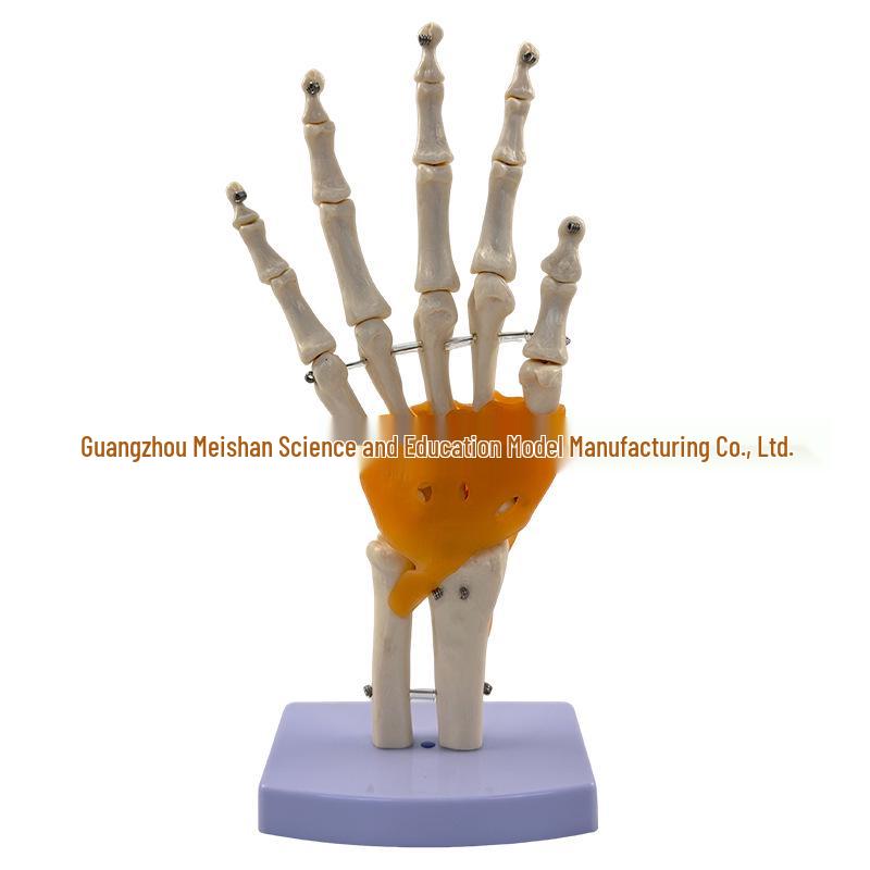 1:1 Human Skeletal Joint Models: Knee, Shoulder, Elbow, Hand, Foot, Hip