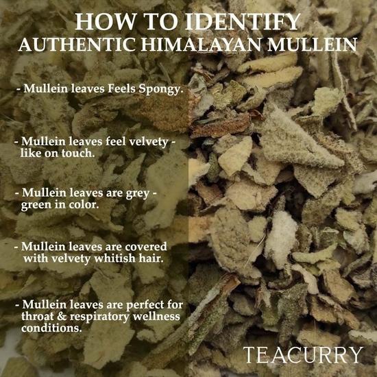 TEACURRY Mullein Leaf Tea (50 Grams Loose Tea) - Helps In Respiratory Health, Immunity and Lung Detox.