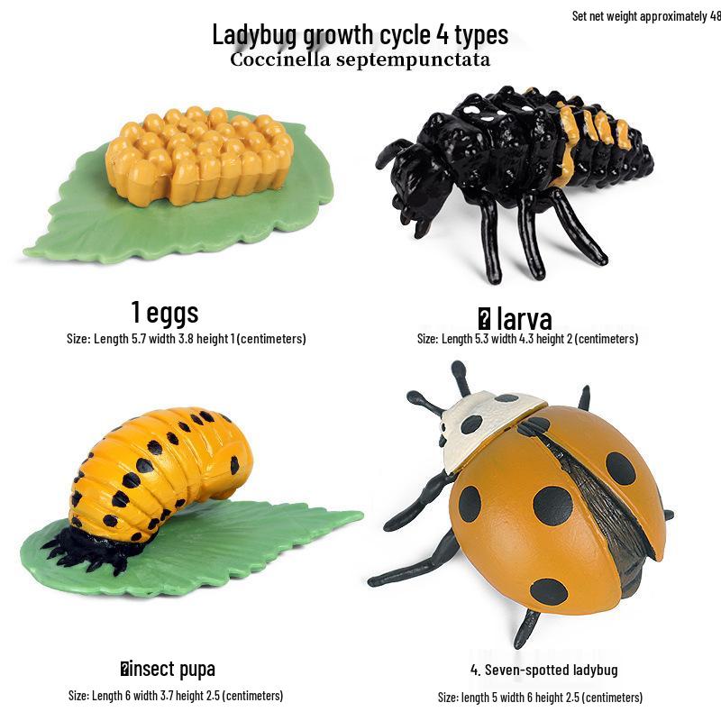 Mini Animal Growth Cycle Toys: Butterfly, Rooster, Ant, Frog, Sea Turtle, Dragonfly