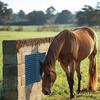 Horse Scratching Pad Set - Integrated Livestock Scratching & Massage Solution, Economical DIY Horse Scratching Post