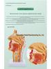 Human Nasal Cavity & Pharynx Anatomical Model - ENT Teaching Tool