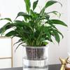 Hydroponic Glass Cylinder Vase for Pothos & Peace Lily - Transparent Water Culture Container with Free Shipping.