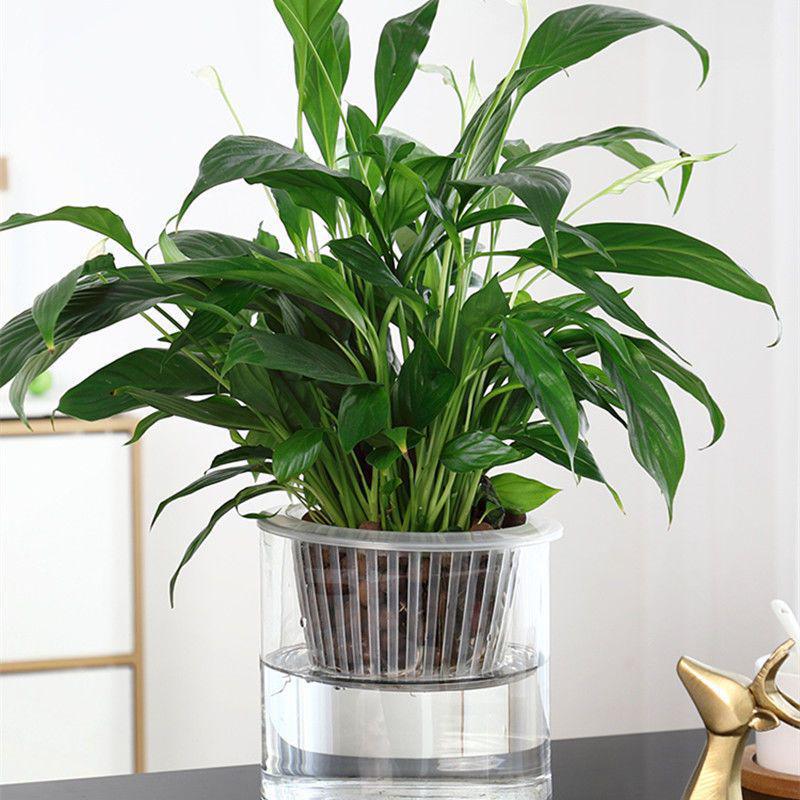 Hydroponic Glass Cylinder Vase for Pothos & Peace Lily - Transparent Water Culture Container with Free Shipping.