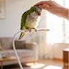 Wear Resistant Desktop Bird Perch Stand Bite Resistant Parrot Training Stand  Bird Training