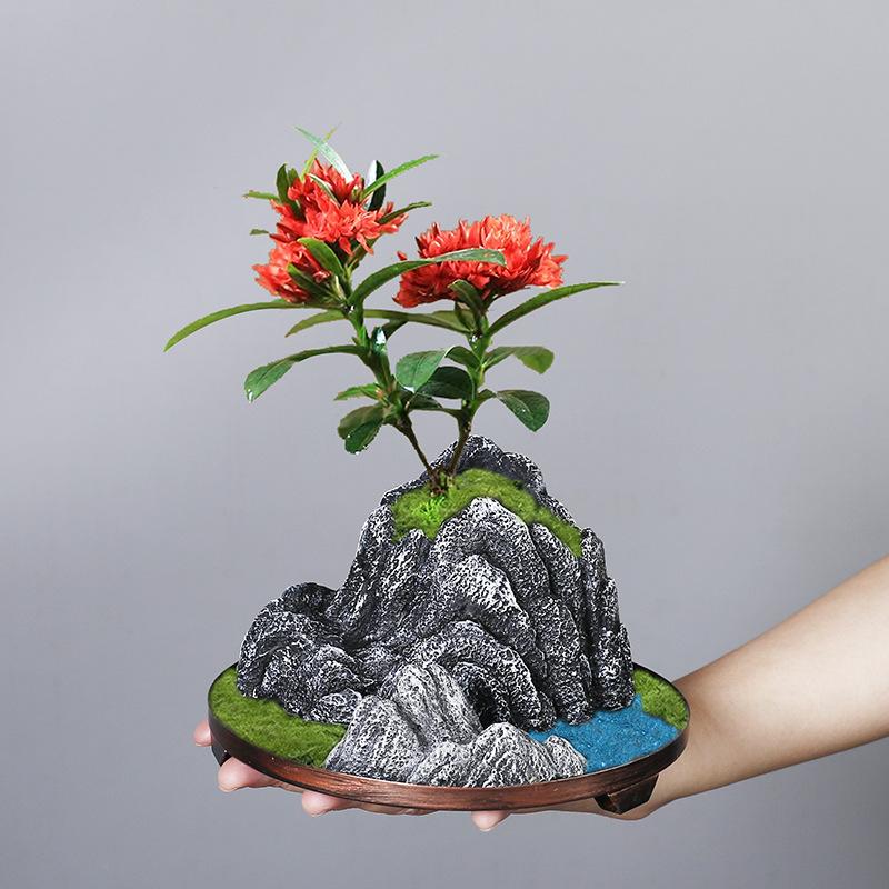 Wenzhu Succulent Basin Fortune Tree Bonsai Retro Rice Bamboo Indoor Good Raising Floating Island Suspended Iron Art Micro Landscape Basin