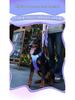 Reflective Pet Dog Harness and Leash for Medium to Large Dogs - Anti-Shock Design