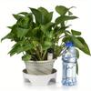 Dispositivo di irrigazione automatica per piante Dispositivo di irrigazione automatica a goccia Dispositivo di irrigazione a goccia a rilascio lento per piante