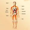 Anatomy Model Human Body Model Body Puzzle 3D Body Puzzle STEM Toys  Scientific Experiment
