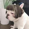 Funny Pet Cosplay Wig Short Dog Costume Wig Pet Decorations Cats Hair Hat Costumes Head Accessories Halloowen Christmas Supplies