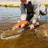 Fly Fishing Net Bass Trout Landing Net Folding Fishing Nets with Non-absorbent Coating Mesh Freshwater Safe Catching Releasing