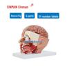 XINMAN Medical Anatomical Models & Training Simulators