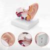 PVC Human Ear Model Stable Base Educational Ear Model Anatomical Ear Model  Science Classroom