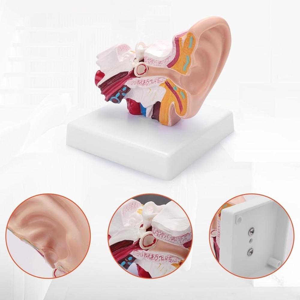PVC Human Ear Model Stable Base Educational Ear Model Anatomical Ear Model  Science Classroom