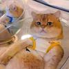 Klar rymdkapsel kattbädd - Kattunge sov- och leksak för alla säsonger