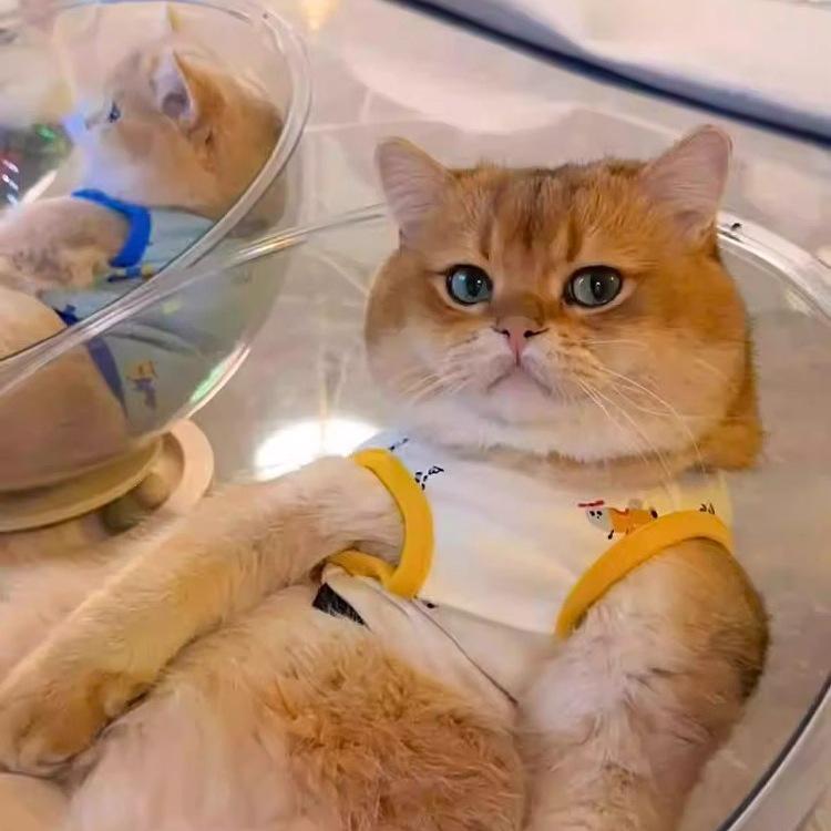 Klar rymdkapsel kattbädd - Kattunge sov- och leksak för alla säsonger