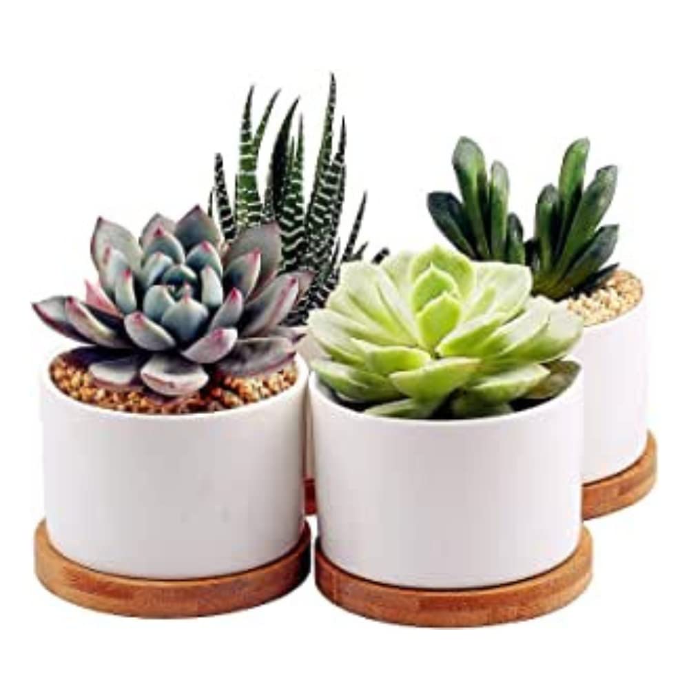 Riblind Succulent Ceramic Cactus Mini Suitable for Mini Ceramic No Bamboo Plate Included of Pot, Pot, Pot, Pot, Plants, White, Plant, (Set 4)