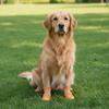 Wear Resistant Dog Mesh Shoes Adjustable Pet Paw Protector Anti Slip Dog Shoes  Walking Outdoor