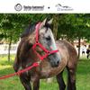 Reit- und Trainingshalfter aus Gurtband - Strapazierfähige, abriebfeste Reitsportausrüstung