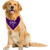 It's My Gotcha Day Dog Bandana, Purple Flannel Dog Bandana, Adoption Day Gifts, Pet Scarf (C55)